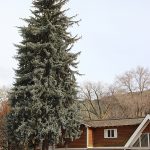 Grand Avenue tree lighting revives a historic tradition
