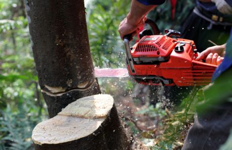 Cutting timber around homes creates a wildfire defensible space. The county is developing a community-wide Community Wildfire Protection Plan.